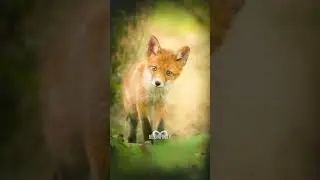 Hayvan fotoğrafçılığı 