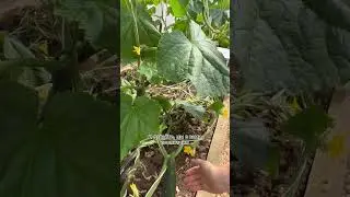 Вкусный, ароматный, длинноплодный🥒огурчик Пекинский гурман | обзор УСАДЬБА-СЕМЕНА usadba-semena.ru