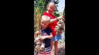 Garlic Harvest 