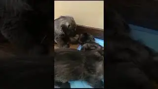 щенки шнауцера - миттельшнауцер #продажамиттельшнауцер #schnauzer #mediumschnauzer #щенкишнауцера