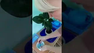 Уход за растениями.Полив и мытье листьев.