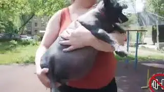 дикая собака ест людей