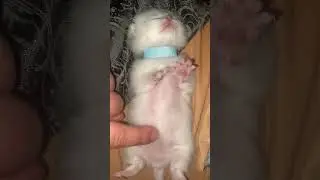 Самое милое видео #смешныеживотные #cat #yourcat #kitten #котята