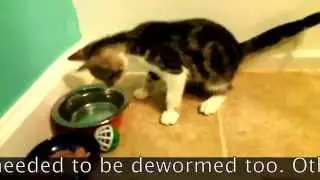 Introducing a Kitten to an Older Cat (Part 1) 新舊貓相處(如何將新貓介紹給舊貓認識?)1/2