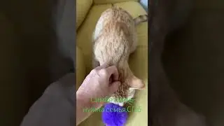 Симба. Ищем семью. СПб 
