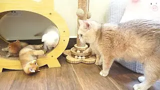 Mother cat came and meowed, calling the playful kittens to come and eat