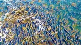 ЗАШЕЛ В ЗАТОПЛЕНЫЙ ЛЕС А ТУТ ЗДОРОВЫЕ САЗАНЫ рыбалка на сазана