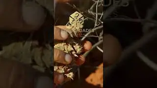 Descubra os segredos do diabo espinhoso  um réptil pacífico e curioso #shorts
