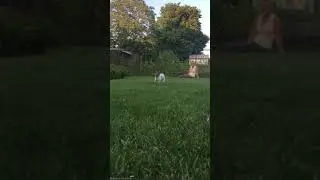 собакен сошёл с ума)))