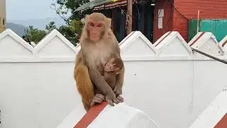 Mother Monkey with its small baby