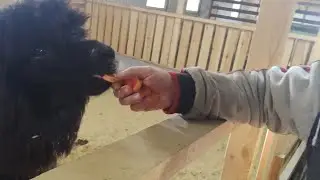 Иду кормить Альпаку