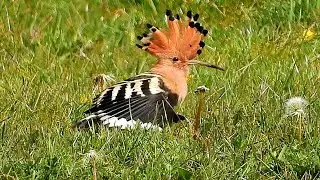 Hoopoe at Drayton Bassett, Staffs, 09 05 2021