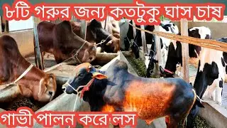 গাভী পালনে কেন লস/ষাঁড় গরু পালনের কেন লাভ/খামারের খরচ কিভাবে কমাবেন/৮টি গরুর জন্য কতটুকু ঘাস চাষ