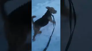 🐕‍🦺 СОБАКА ❤️ эрдельтерьер увидела стаю собак  