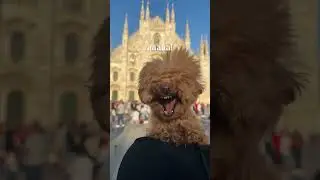 А вы берете питомцев в отпуск?