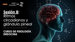 Fisiología de los ritmos circadianos y la glándula pineal