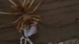camel spider