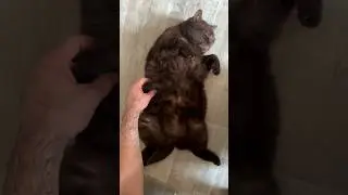 От "меховой шапки" до "свирепой пантеры" разгон за 15 сек.🐈‍⬛ #cat #catblack  #кот #коржик #vlog