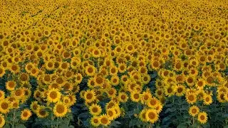 Nikon D850 Focus Shift Landscape Sunflower Field and Photoshop Post Production Stacking