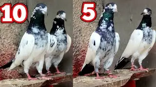 10 & 5 Number Teddy Pigeons | Quetta