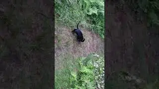 Dachshund loves fishing:) Такса  обожает рыбалку)
