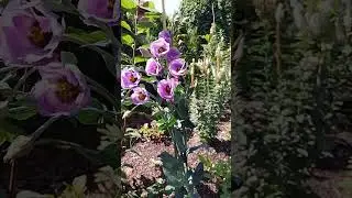 высокорослоая эустома