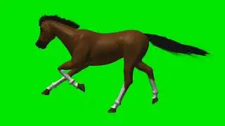Horse Green Screen | 101 tags
