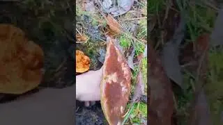 Белый гриб