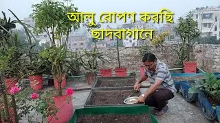 ছাদবাগানে আলু রোপণ করছি | Planting Potatoes in the Terrace Garden |