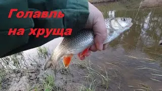 Мой первый опыт ловли голавля на майского жука