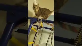 я покрою спорт
