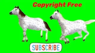 Horse Green Screen Video for YouTube Creator.!