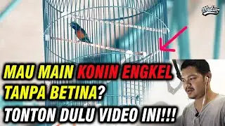 SETINGAN KONIN TANPA BETINA ?! || BIKIN PUSING KEPALA
