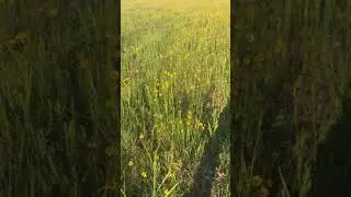 Библия как феноменология поля