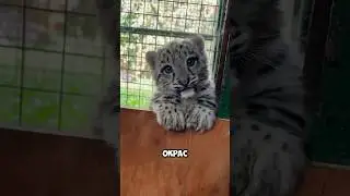 The most beautiful of the feline family 🥹😍 