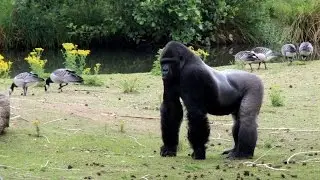 Safaripark Beekse Bergen (Hilvarenbeek)