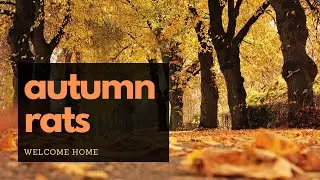 Autumn Rats - Air Rifle Pest Control