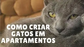 Como Criar Gatos em Apartamentos Sem Sofrer