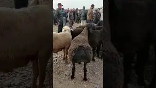 НАСТОЯЩИЙ ГИССАРСКАЯ БАРАНЫ
