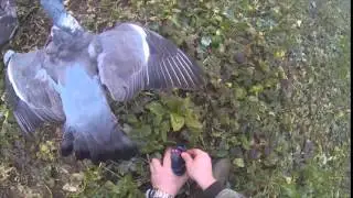How to set up a PIGEON MAGNET & TURBO FLAPPER over Rape SHOT 65 PIGEONS