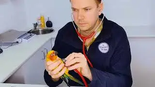🦜 Bird Healthcare - What to Expect From Our Bird Vets 🩺