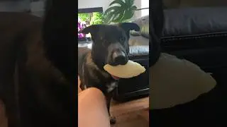 Hope you have a good day!🥰🥰🥰 #doglover #dog #germanshepherd #cutedog #puppy #goodvibes #aww