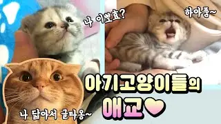 (ENG sub) The cute actions of a kitten ❤️ Bad Video on Heart 😁 [Benny Family]