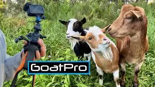 Farm Life from the Animal's POV
