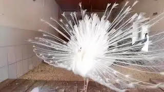 белый павлин