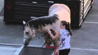 Ringling Brothers Circus Cruelty - Circus Performer Punches Horse in Neck Repeatedly