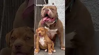 Know Your Dog's Rights: Top 3 Legal Tips 🐕⚖️