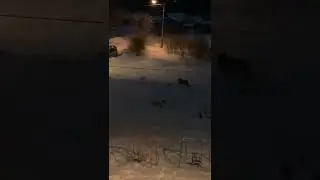 Волк украл кота