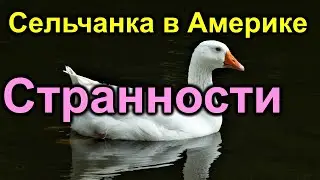 Сельчанка в Америке. Странно