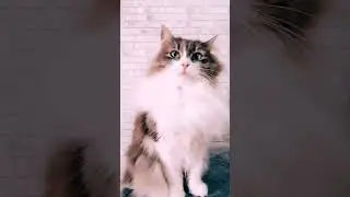 Использовать можно, но не стоит. #котовасенька #самаялюбимаякошка